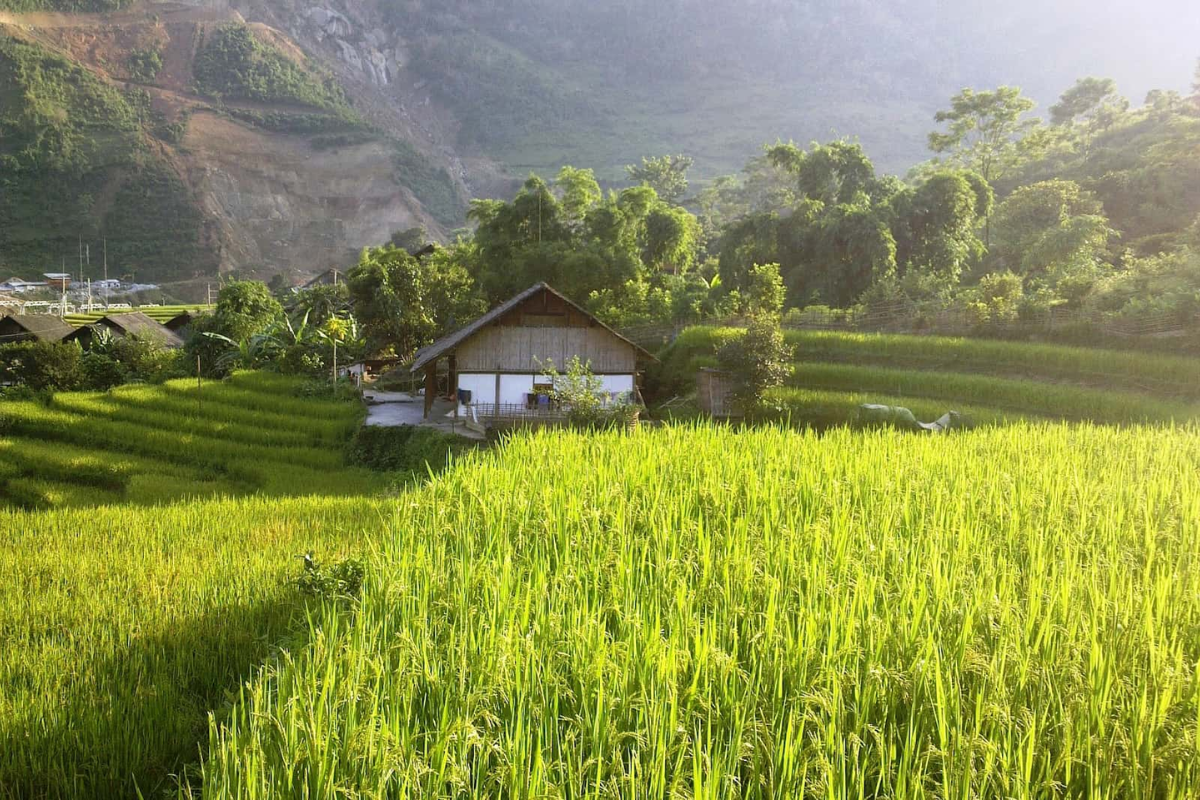 Traditional Tay stilt house made of wood surrounded by rice paddies in Ban Ho